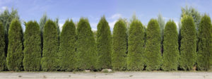 Hedge removal