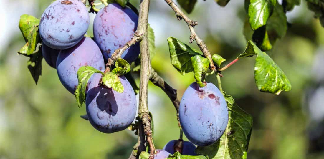 How to Prune a Plum Tree | TH Trees Ltd | Essex Tree Surgeons