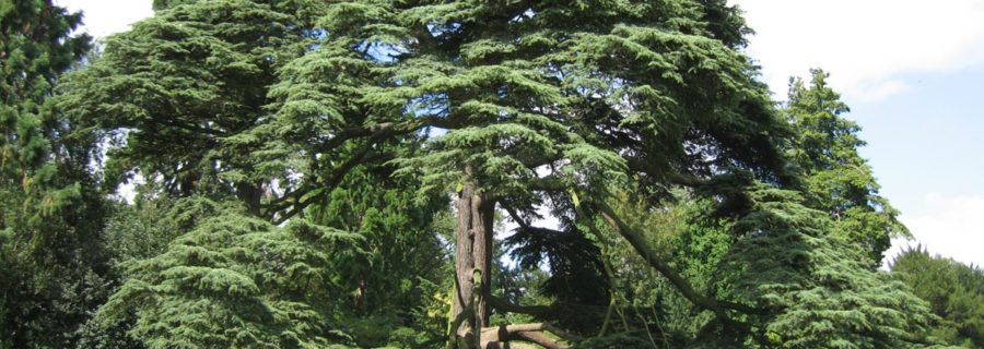Cedar Tree