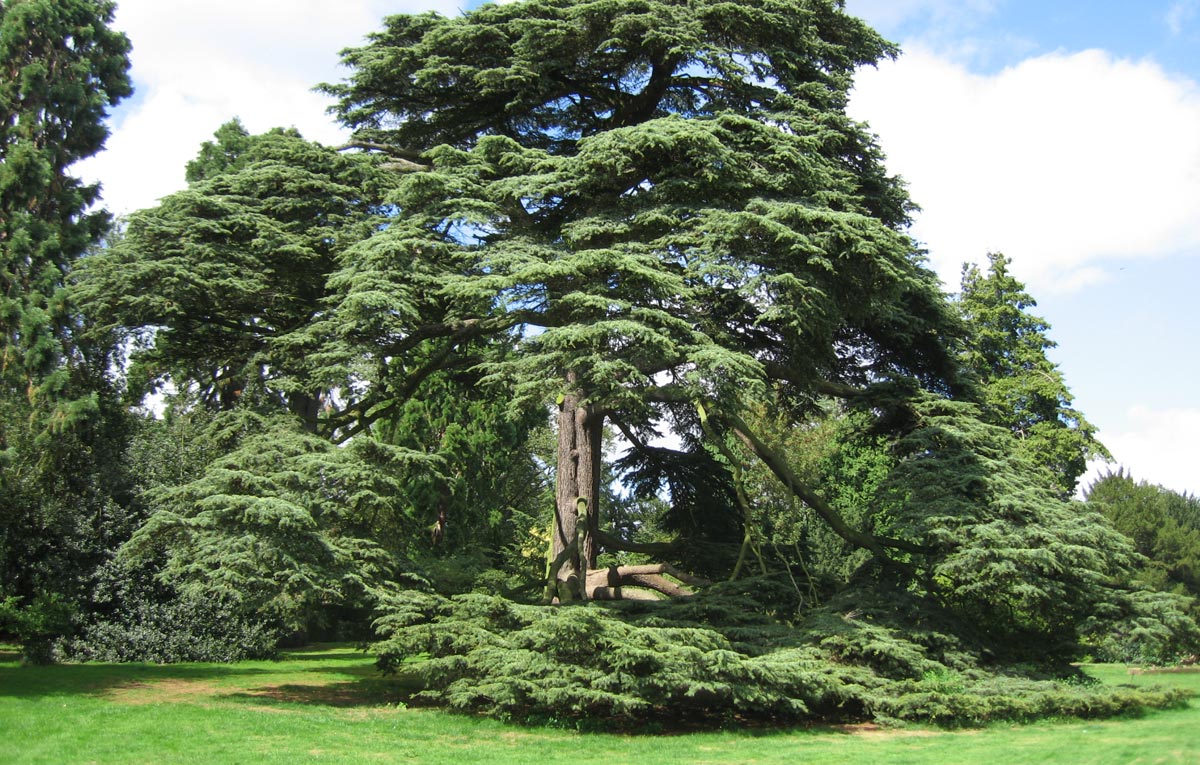 How To Care For Your Cedar Tree, Cedar Tree Landscaping