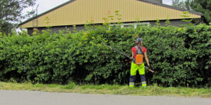 Lady Hedge Trimming