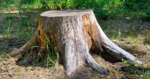 remove a tree stump