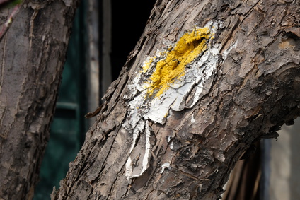 Tree wound paint
