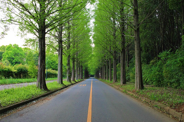 Best trees to combat road noise