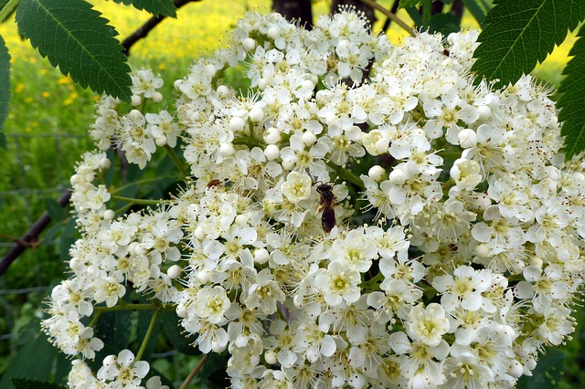 Rowan tree blossom