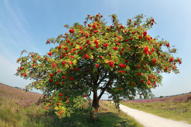 Rowan tree for small gardens