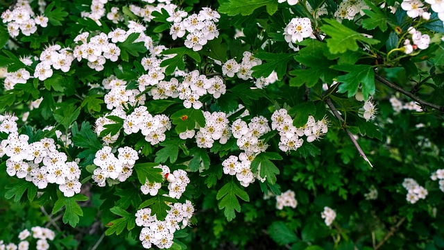 Hawthorn blossom trees for small gardens