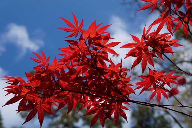 Japanese maple trees for small gardens