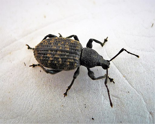 Vine weevil insect
