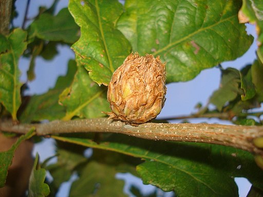 Oak artichoke gall