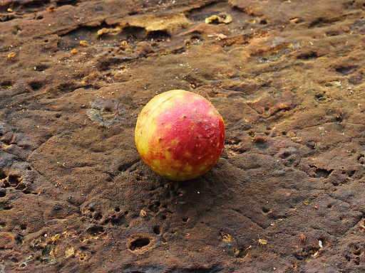 Oak cherry gall