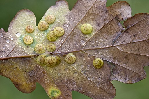 Oak spangle gall