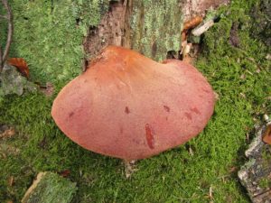 Beefsteak fungus tree fungus