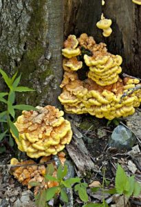 Chicken of the woods tree fungus