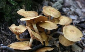Honey fungus tree fungus