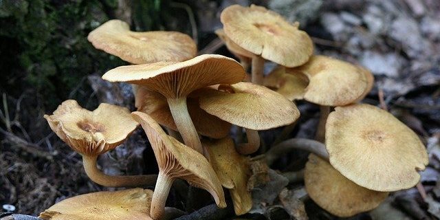 Honey fungus tree fungus