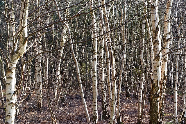 Silver birch fast growing trees