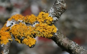 Algae, moss and lichen on trees