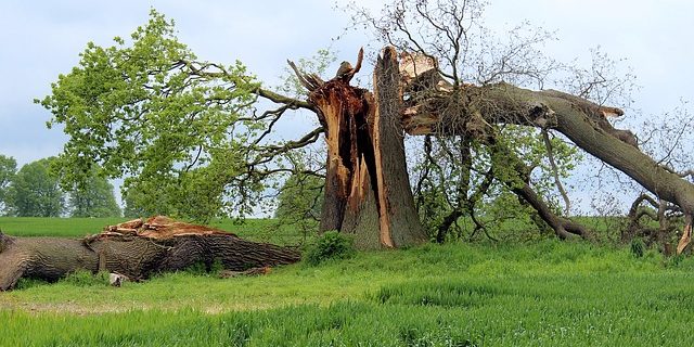 Storm damaged trees