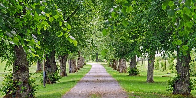 How trees prevent noise pollution