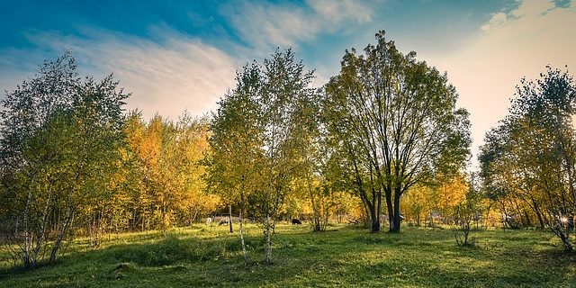 Tree Surveys and Reports