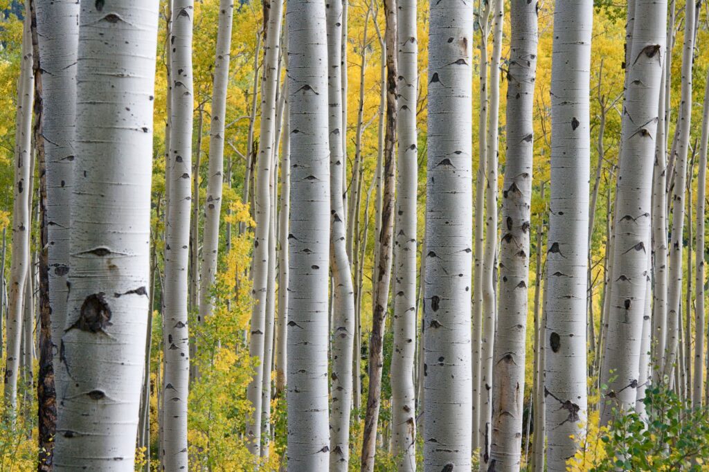 Silver birch low maintenance trees