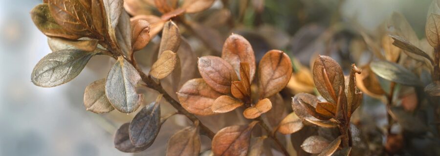 Box blight causes straw like leaves