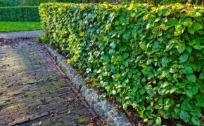 Best trees for hedges