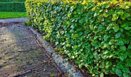 Best trees for hedges