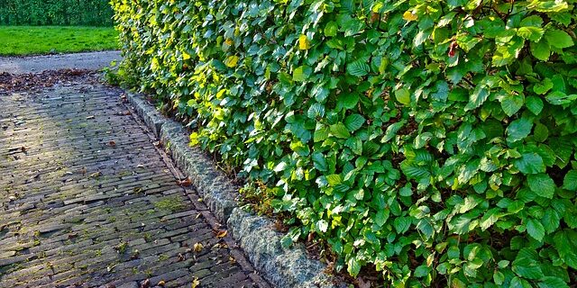 Best trees for hedges