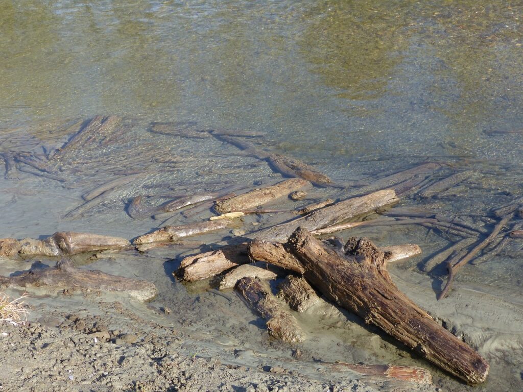 River deadwood
