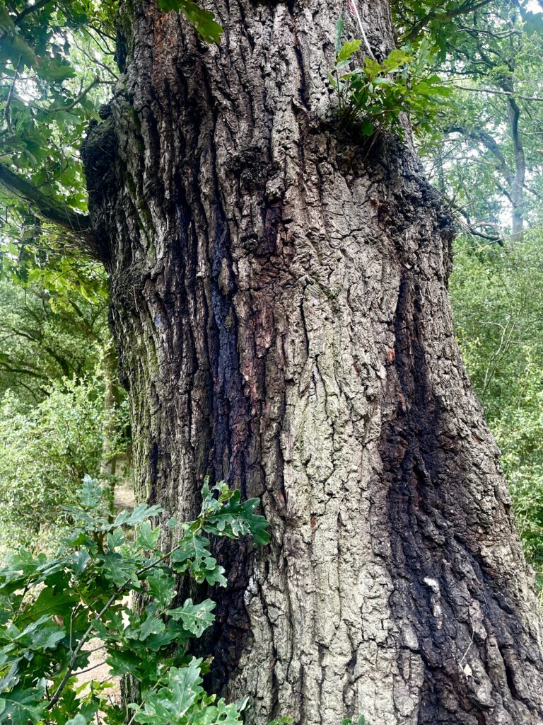 Oak tree slime flux