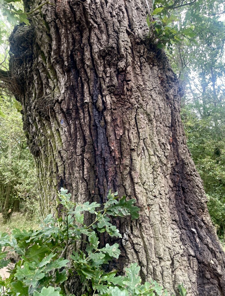 Slime flux on oak tree
