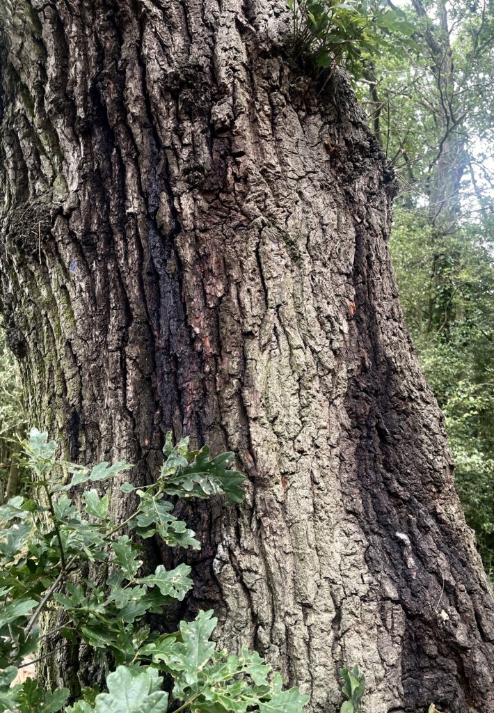Tree inspections tree diseases