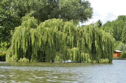 Weeping willow trees for wet soil