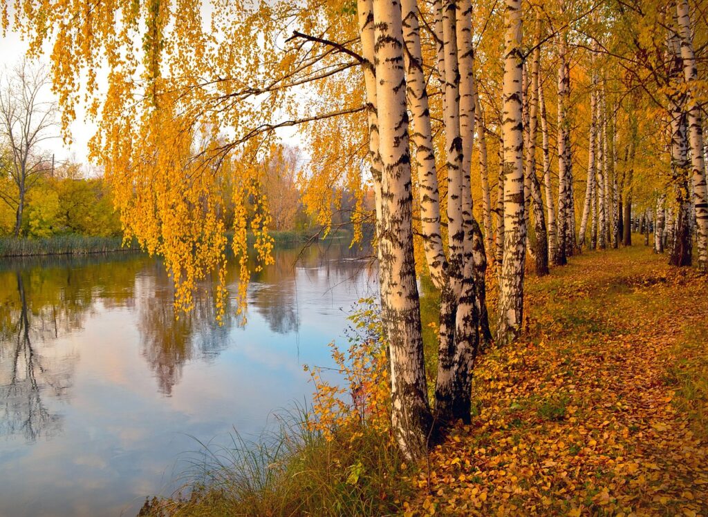 River birch for damp conditions