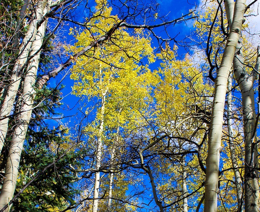 Quaking aspen trees for damp conditions