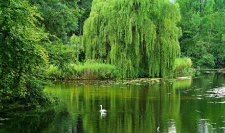 Weeping willow for damp conditions