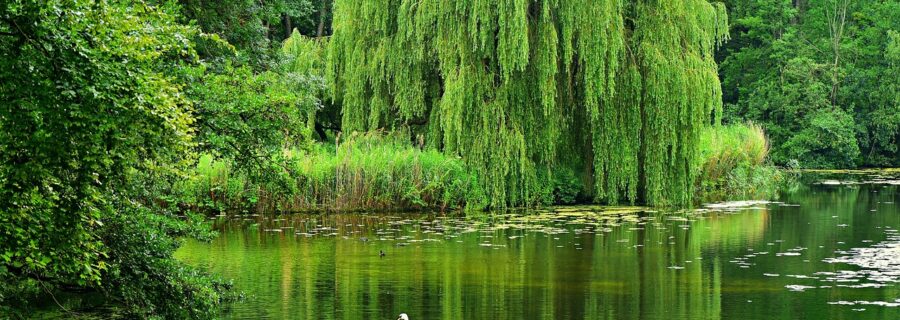 Weeping willow for damp conditions