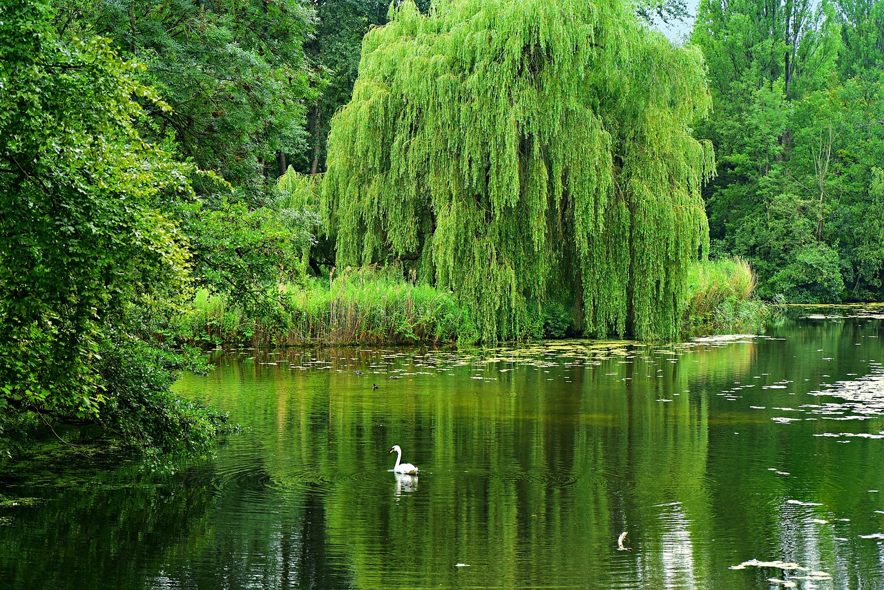 Weeping willow for damp conditions