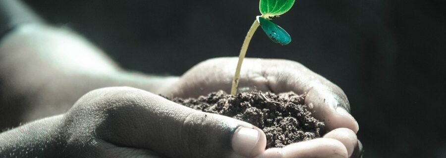 Different trees for different soil types