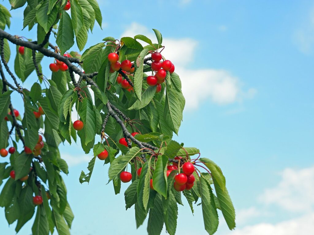 Wild cherry for dry soil conditions
