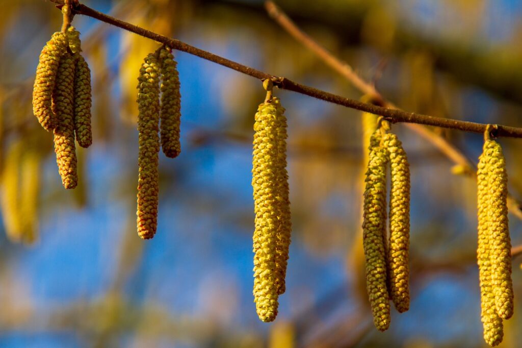 Hazel trees suit a variety of conditions