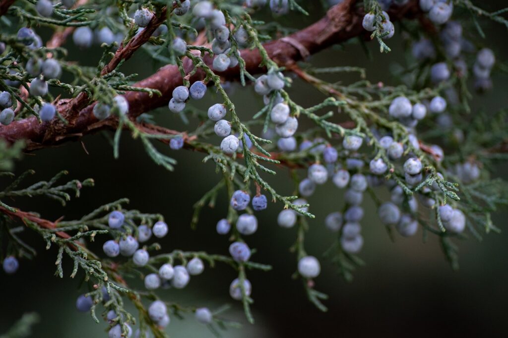 Juniper trees for shady conditions