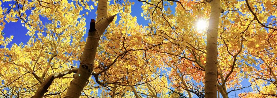 Different trees for different conditions