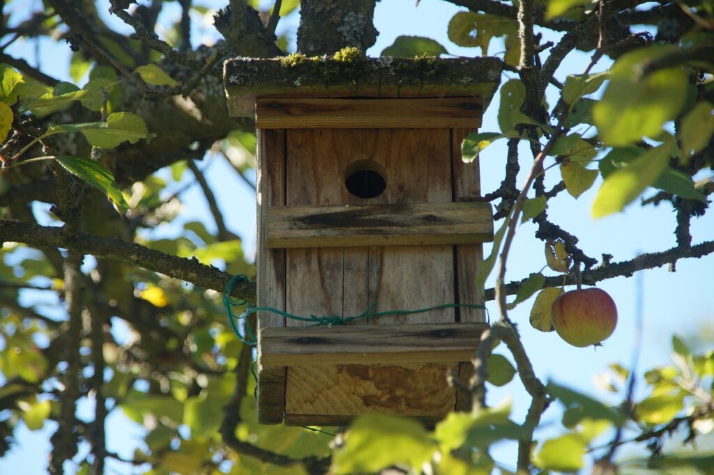 Bird box tree crafts
