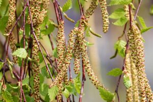 Tree Catkins: The Ultimate Identification Guide | TH Trees Ltd