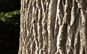 How to Identify Leafless Trees by Their Bark