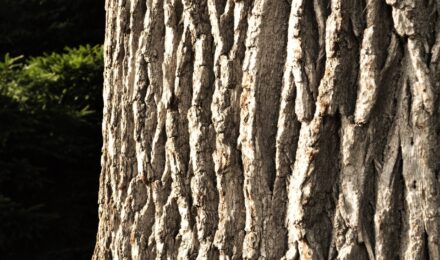 How to Identify Leafless Trees by Their Bark