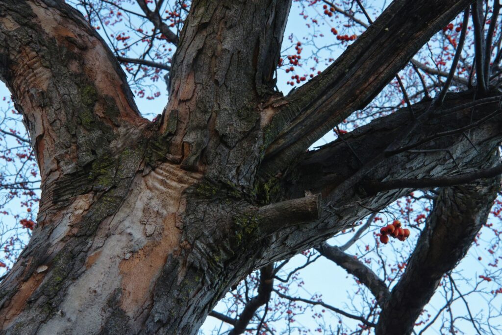 Rowan tree bark